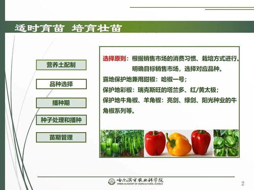 党建引领谋发展 科技助农备春耕 网络课堂助力辣椒栽培技术要点与网络技术开发